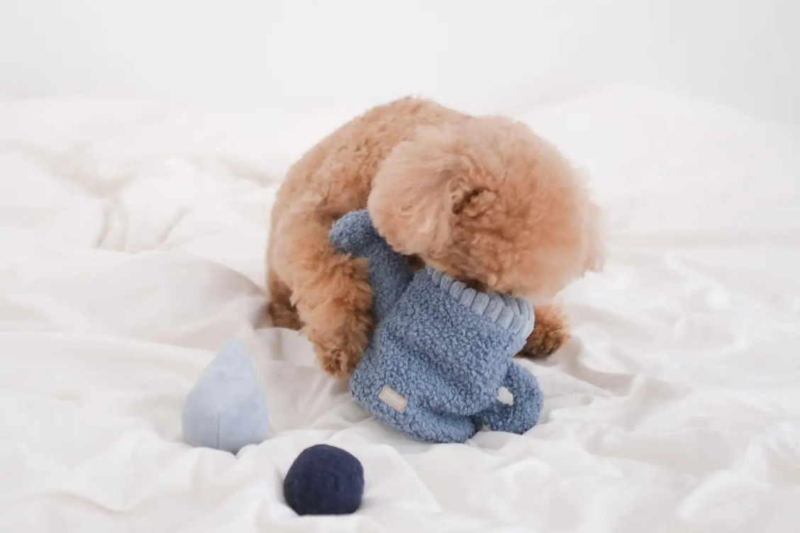 Eco-Friendly Products for Dogs and Why They Matter