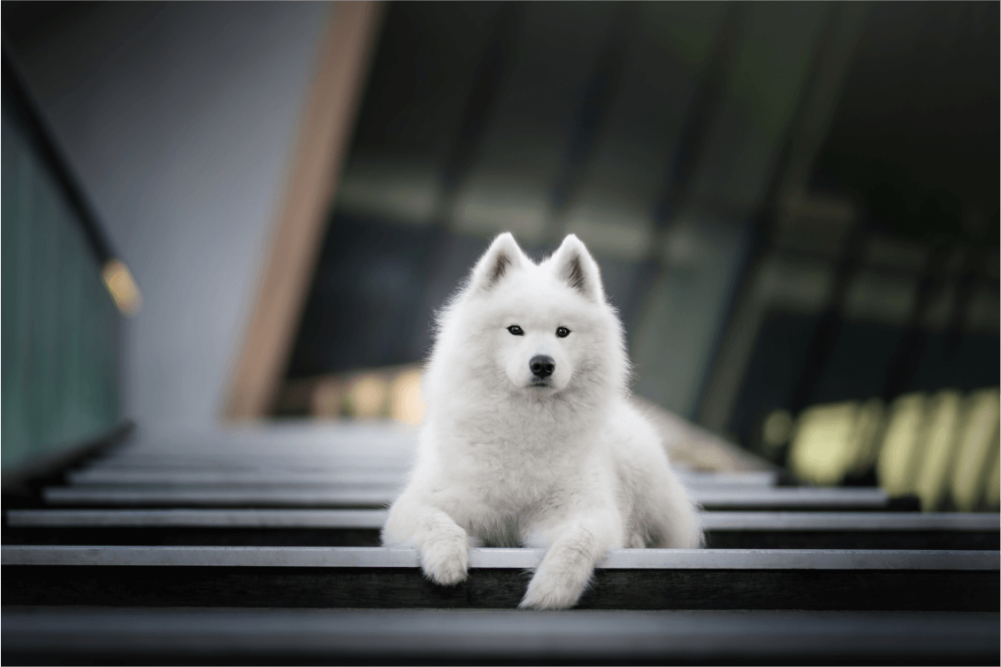 Why We Don’t Shave Double-Coated Breeds