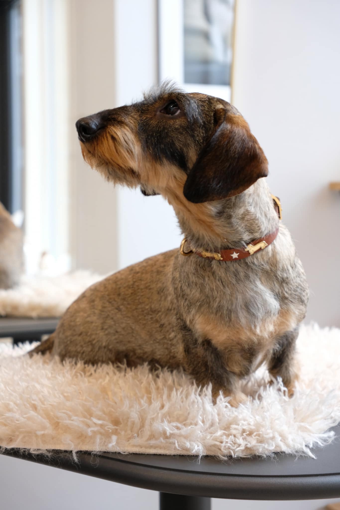 "170" Dachshund Collar