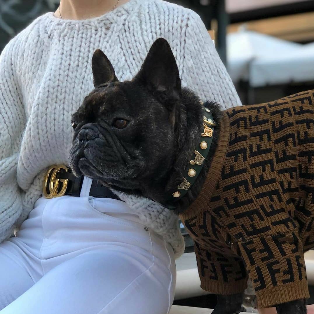 "188" French Bulldog Collar