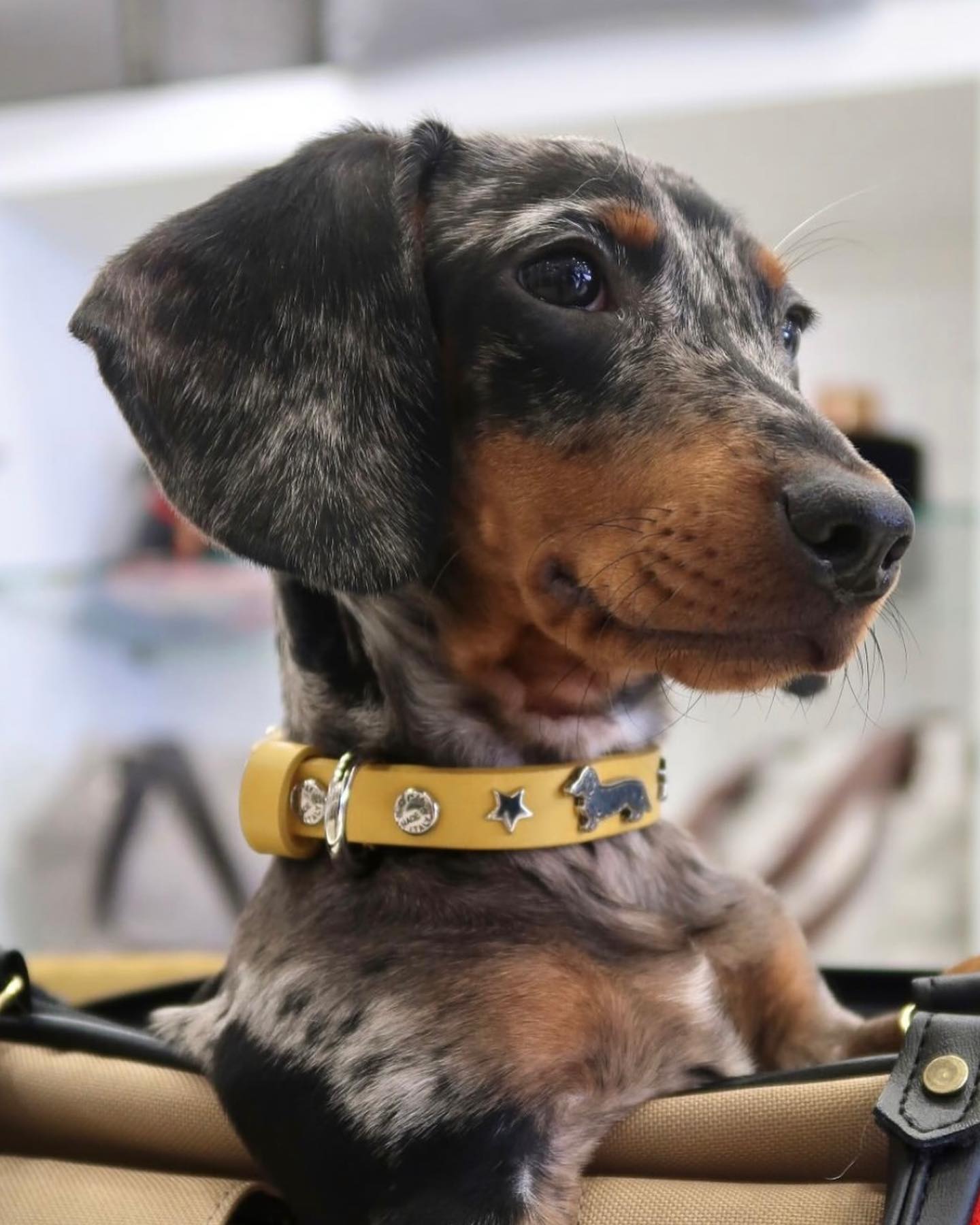"208" Dachshund Collar